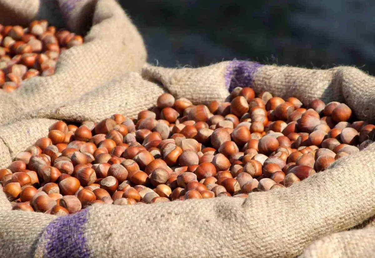 Çarşamba’da Fındık Fiyatları Değişiyor