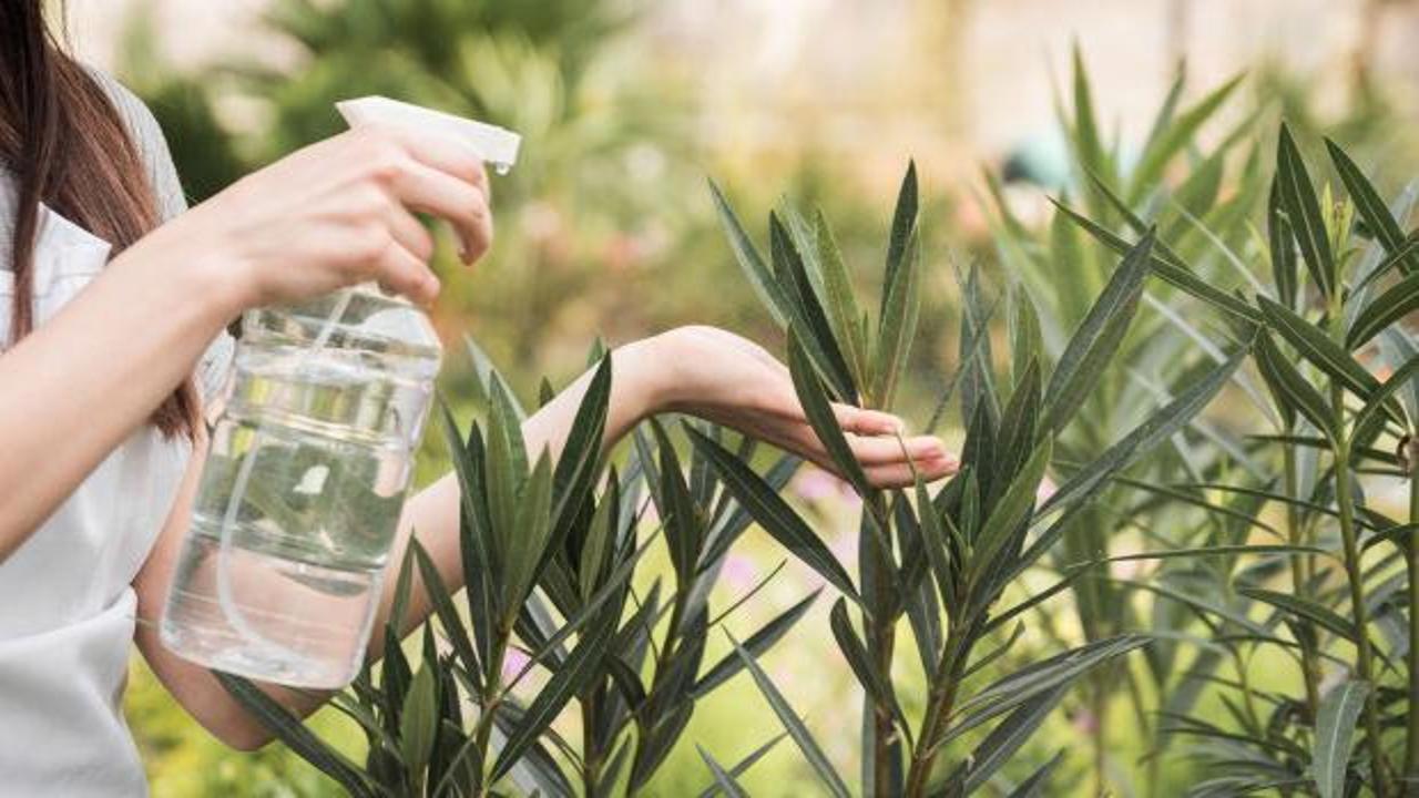 Karıncasız Ev: Doğal Önleme Yöntemleri