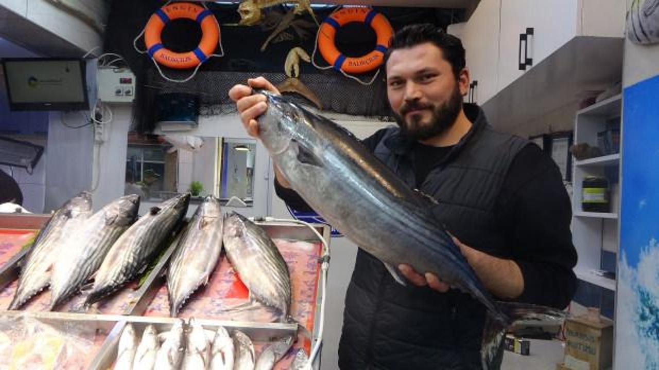 Çanakkale’de torik tezgâhlara geç geldi: Fiyatı duyan iki kez düşündü