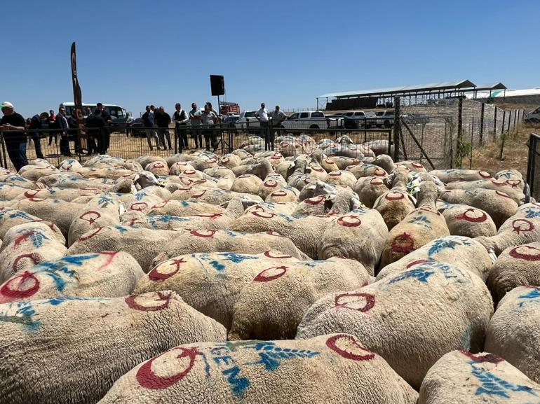 Bakanlıktan 1600 üreticiye 160 bin küçükbaş hayvan desteği