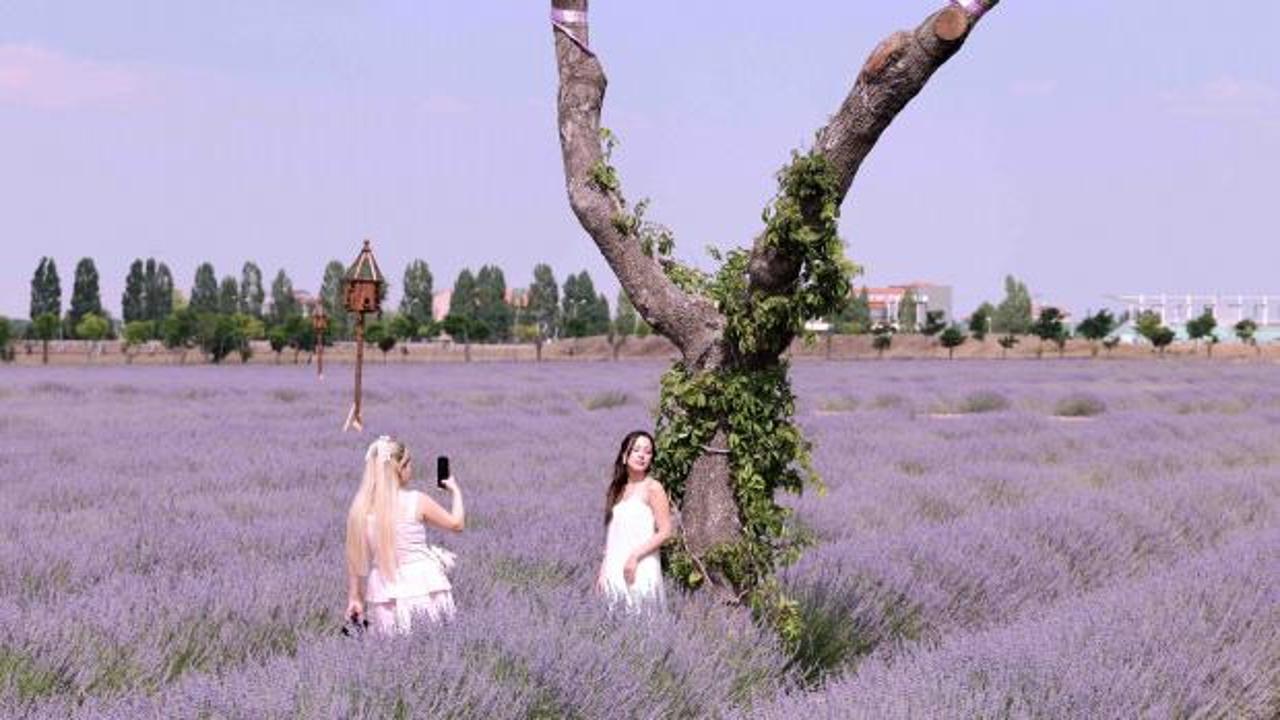 Türkiye’nin en büyük lavanta bahçesinde festival coşkusu
